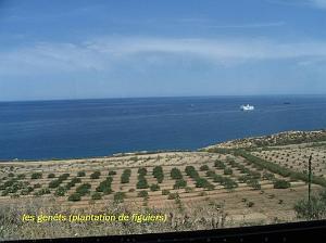 ORAN MAI 2008 3225 les genets